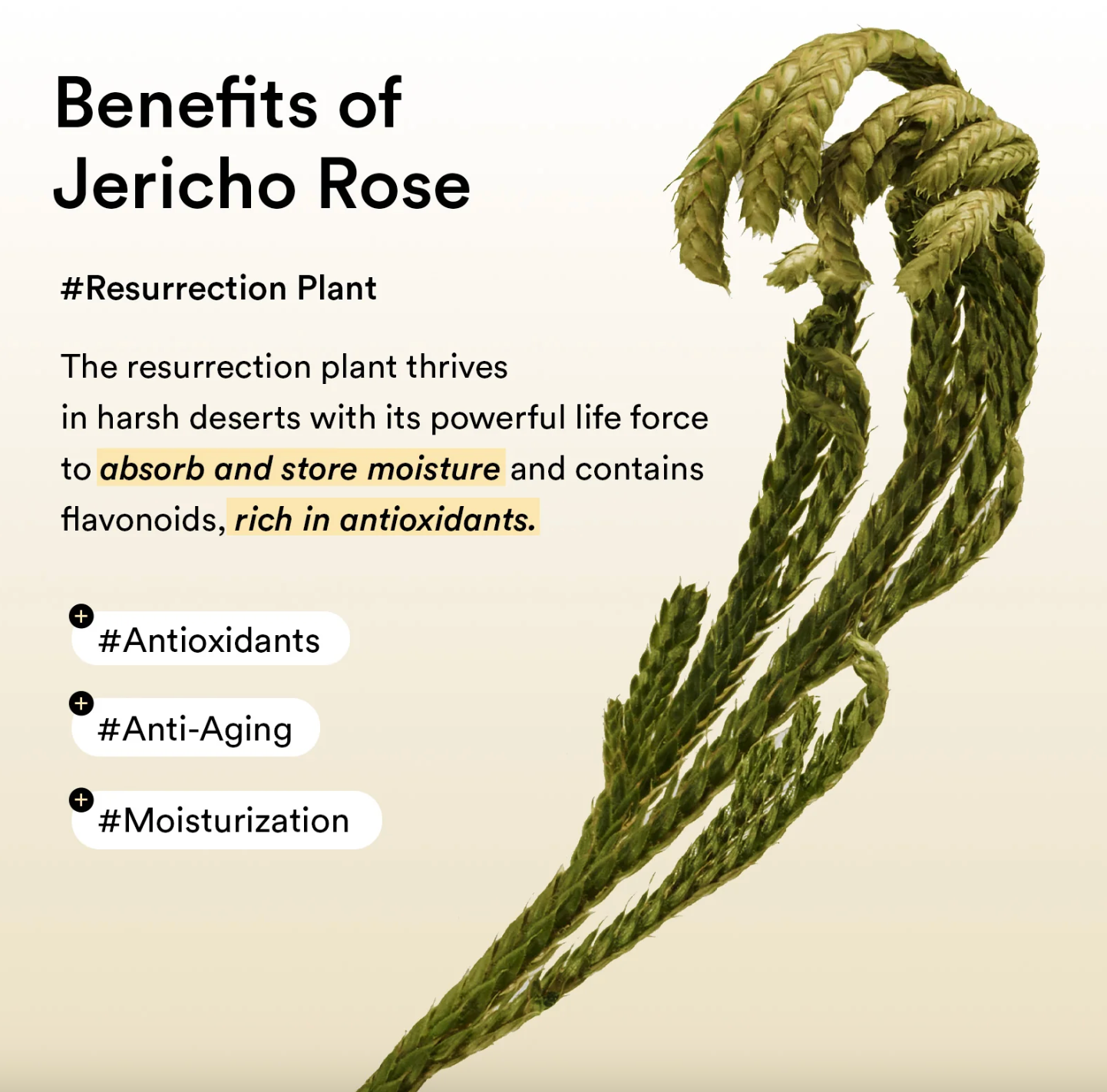Abib Collagen Eye Patch Jericho Rose Jelly